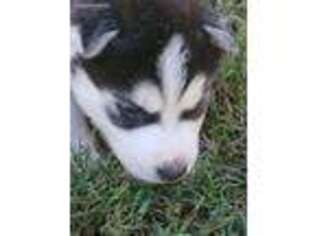 Siberian Husky Puppy for sale in Ludowici, GA, USA