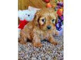 Cavapoo Puppy for sale in Cub Run, KY, USA