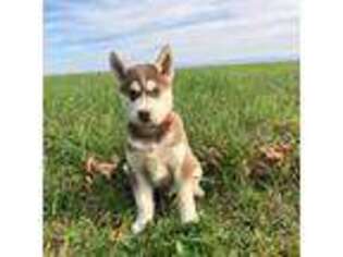 Siberian Husky Puppy for sale in Orrstown, PA, USA