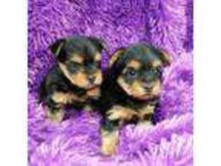 Yorkshire Terrier Puppy for sale in Norwalk, CA, USA