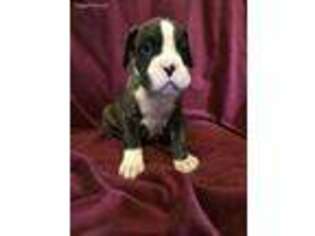 Boxer Puppy for sale in Cleveland, OK, USA