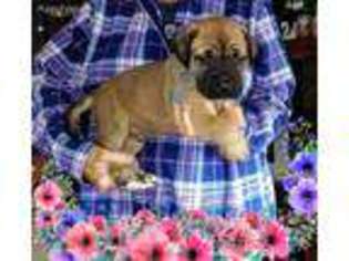Mastiff Puppy for sale in West Lafayette, IN, USA
