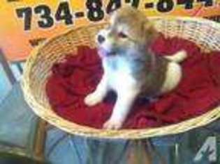 Akita Puppy for sale in TEMPERANCE, MI, USA