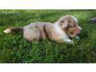 Miniature Australian Shepherd Puppy for sale in Lake Odessa, MI, USA