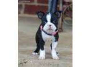 Boston Terrier Puppy for sale in Greenville, TX, USA