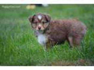 Miniature Australian Shepherd Puppy for sale in Hartington, NE, USA