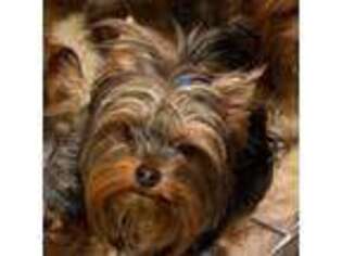 Yorkshire Terrier Puppy for sale in Forest Hill, MD, USA