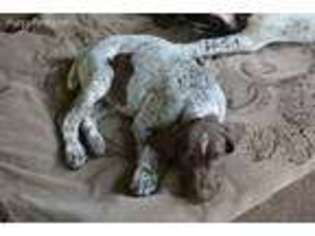 German Shorthaired Pointer Puppy for sale in Saint Cloud, FL, USA
