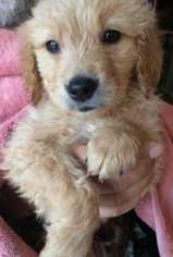Golden Retriever Puppy for sale in Chester, VA, USA