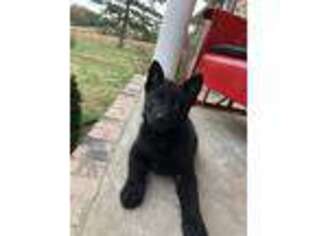 German Shepherd Dog Puppy for sale in Clifton, TN, USA