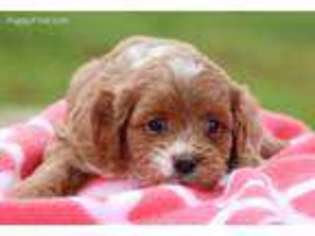 Cavapoo Puppy for sale in Dover, OH, USA
