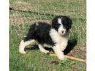 Mutt Puppy for sale in Williams, OR, USA