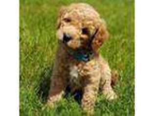 Mutt Puppy for sale in Ledyard, CT, USA