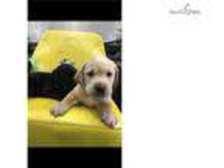Labrador Retriever Puppy for sale in Charlotte, NC, USA