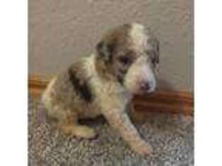 Mutt Puppy for sale in Thayer, MO, USA