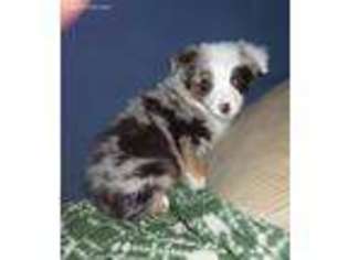 Australian Shepherd Puppy for sale in Uniontown, KS, USA