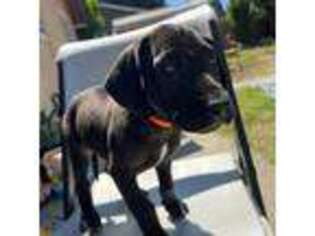 Great Dane Puppy for sale in Modesto, CA, USA
