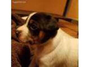 Rat Terrier Puppy for sale in Eureka, CA, USA
