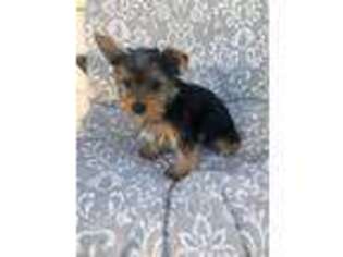 Yorkshire Terrier Puppy for sale in Niagara Falls, NY, USA