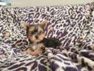 Yorkshire Terrier Puppy for sale in Port Saint Lucie, FL, USA