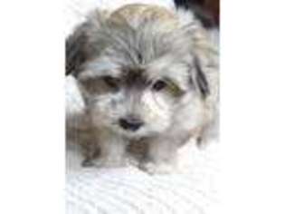 Maltipom Puppy for sale in Madison, WI, USA
