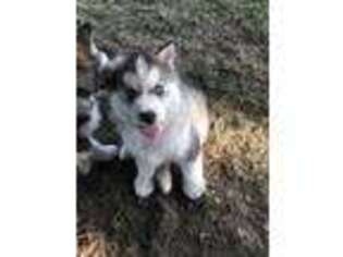 Siberian Husky Puppy for sale in Wauseon, OH, USA