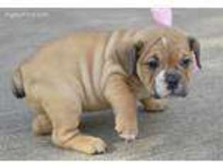 Bulldog Puppy for sale in Sheridan, TX, USA