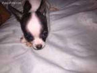 Chihuahua Puppy for sale in Huntsville, TX, USA