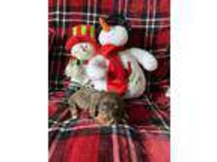 Dachshund Puppy for sale in Perris, CA, USA