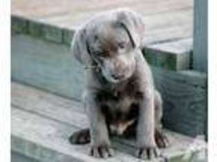 Labrador Retriever Puppy for sale in SOUTH CHARLESTON, OH, USA
