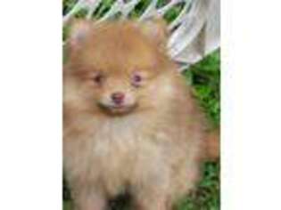 Pomeranian Puppy for sale in Candor, NY, USA