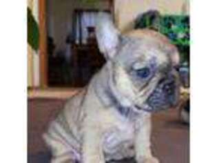 French Bulldog Puppy for sale in Fort Lawn, SC, USA