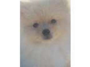 Pomeranian Puppy for sale in Brenham, TX, USA
