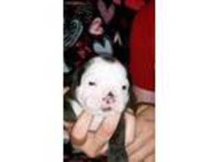 Olde English Bulldogge Puppy for sale in North Augusta, SC, USA