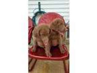 Chesapeake Bay Retriever Puppy for sale in Blooming Prairie, MN, USA
