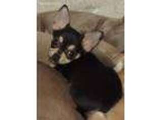 Chihuahua Puppy for sale in Raleigh, NC, USA