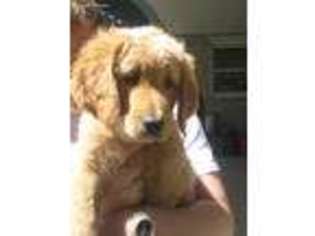 Goldendoodle Puppy for sale in York, PA, USA