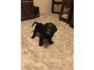Labradoodle Puppy for sale in Backus, MN, USA
