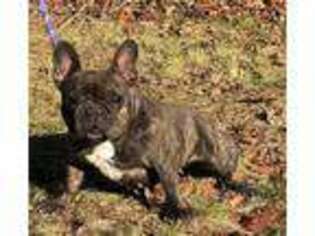 French Bulldog Puppy for sale in New Milford, NJ, USA