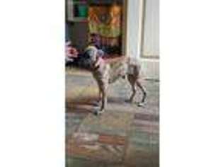Whippet Puppy for sale in Oklahoma City, OK, USA