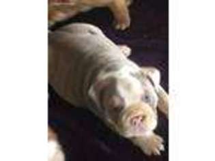 Bulldog Puppy for sale in Monroe, LA, USA