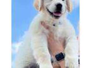 Golden Retriever Puppy for sale in Bel Air, MD, USA
