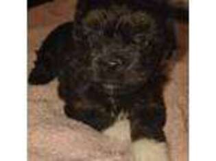 Havanese Puppy for sale in Pensacola, FL, USA