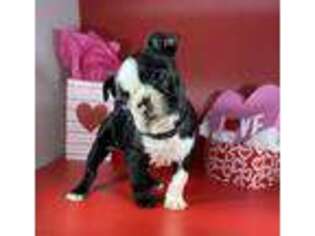 Boston Terrier Puppy for sale in Washington, NC, USA