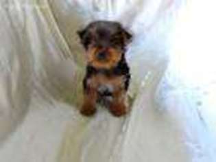 Yorkshire Terrier Puppy for sale in Douglas, GA, USA