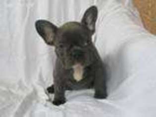 French Bulldog Puppy for sale in Boylston, MA, USA
