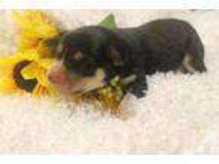 Siberian Husky Puppy for sale in CEDAR PARK, TX, USA