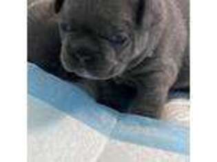 French Bulldog Puppy for sale in Robertsdale, AL, USA