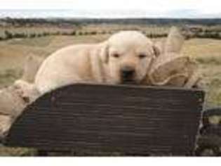 Labrador Retriever Puppy for sale in Billings, MT, USA