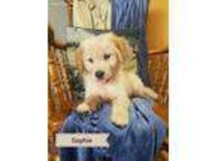 Golden Retriever Puppy for sale in Granger, WA, USA